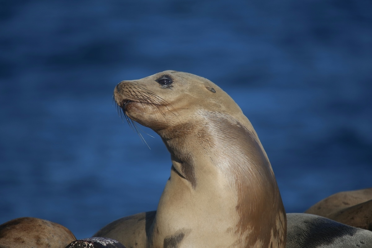 Plants and Animals of the Galapagos Islands: A World Wonder of Diversity - Frayed Passport - Seals