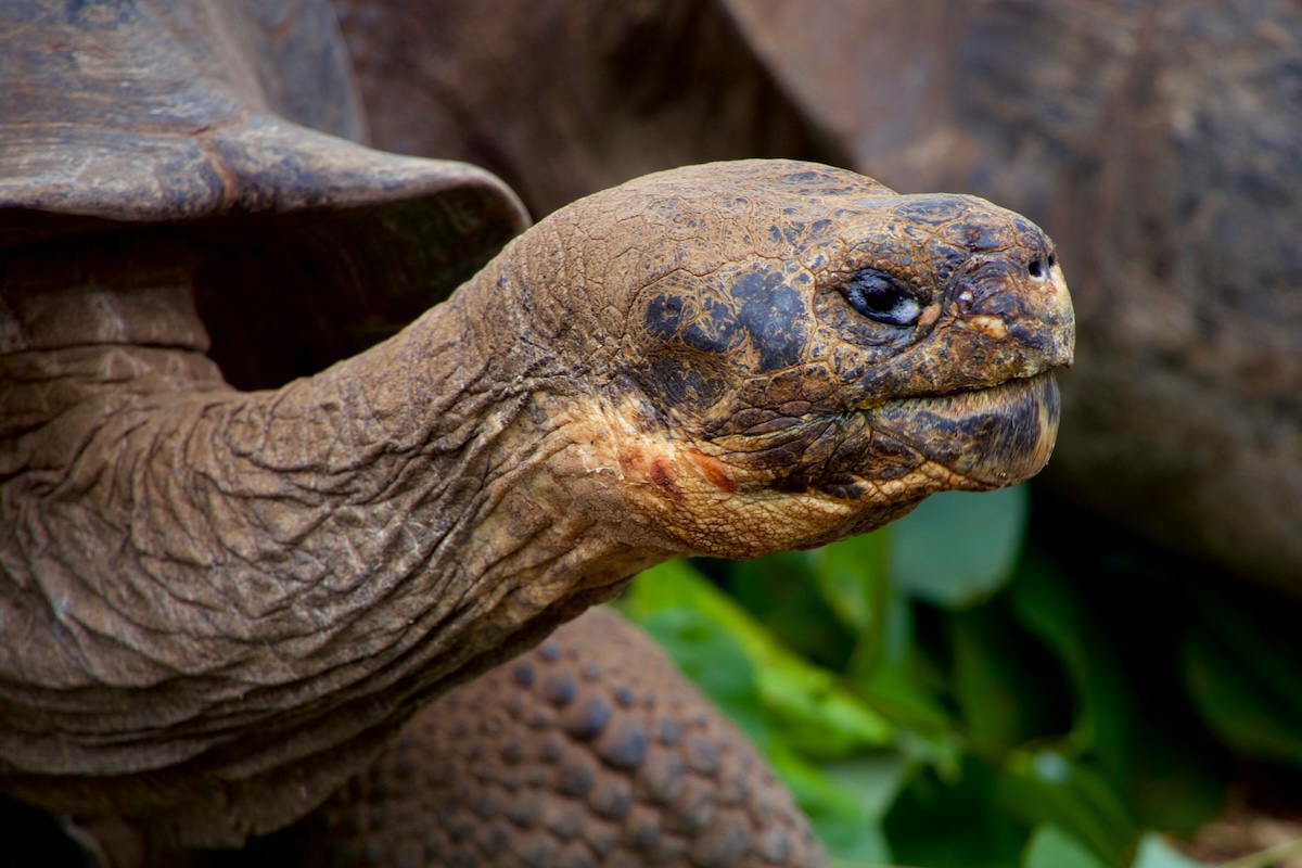 Plants and Animals of the Galapagos Islands: A World Wonder of Diversity - Frayed Passport