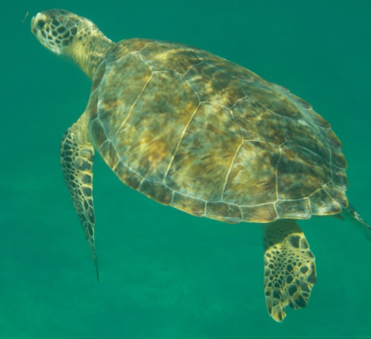 Wild Blue Yonder: Visiting the Caribbean Waters of Turks and Caicos - Sea Turtle - Frayed Passport