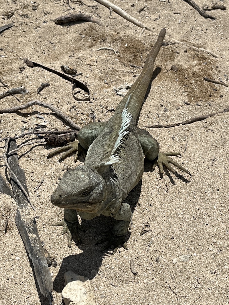 Wild Blue Yonder: Visiting the Caribbean Waters of Turks and Caicos - Iguana - Frayed Passport