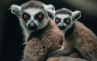 10 Unique Animals & Plants You'll See in Masoala National Park, Madagascar - Frayed Passport