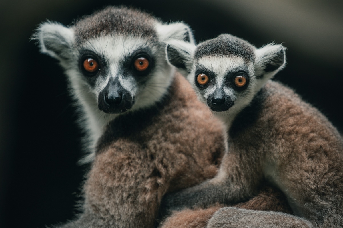 10 Unique Animals & Plants You'll See in Masoala National Park, Madagascar - Frayed Passport