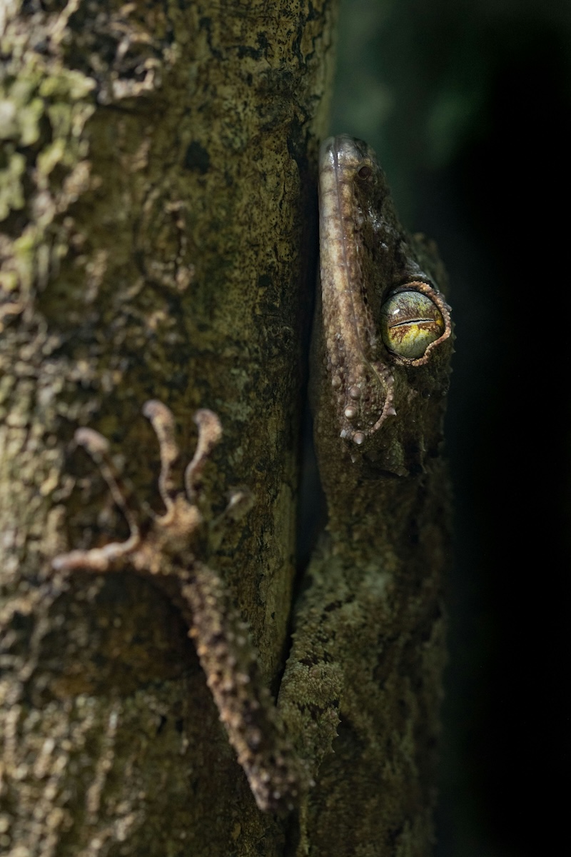 10 Unique Animals & Plants You'll See in Masoala National Park, Madagascar - Leaf-Tailed Gecko - Frayed Passport