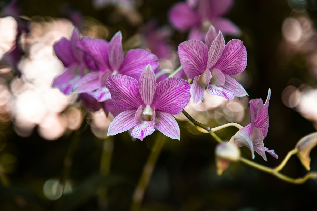 10 Unique Animals & Plants You'll See in Masoala National Park, Madagascar - Orchids - Frayed Passport