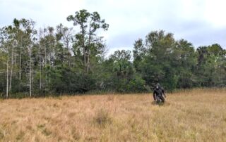 I'd Like To Introduce You To Florida's Favorite Cryptid: The Skunk Ape! - Frayed Passport