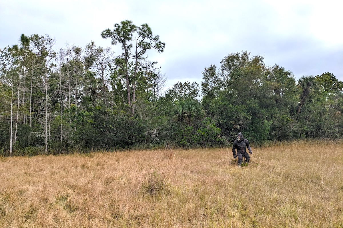 I'd Like To Introduce You To Florida's Favorite Cryptid: The Skunk Ape! - Frayed Passport