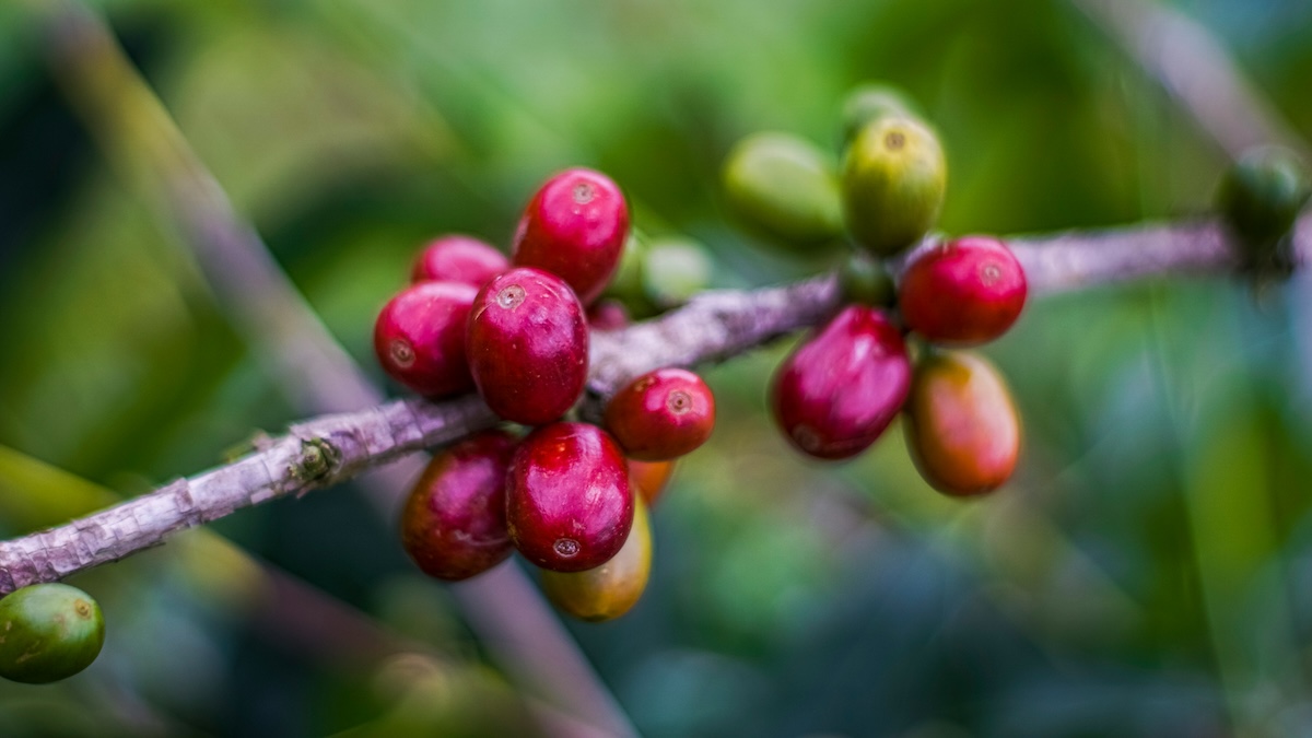 What Are Some Interesting Facts About the Bolaven Plateau in Laos? - Coffee Beans - Frayed Passport