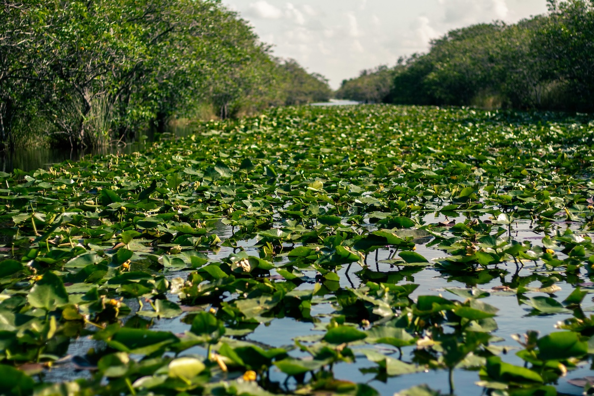 11 Beautiful Southern Gothic Travel Destinations: Savannah, Charleston & More - Everglades, FL - Frayed Passport