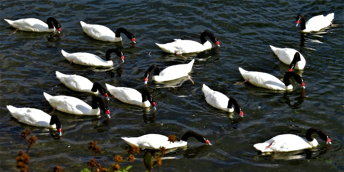 Where to See Penguins and Other Birds on Chiloé Island: Birdwatching Chile - Frayed Passport