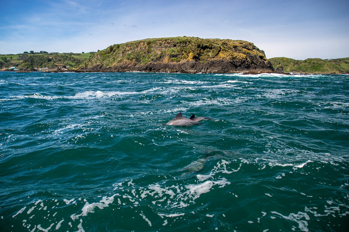 Where to See Penguins and Other Birds on Chiloé Island: Birdwatching Chile - Frayed Passport