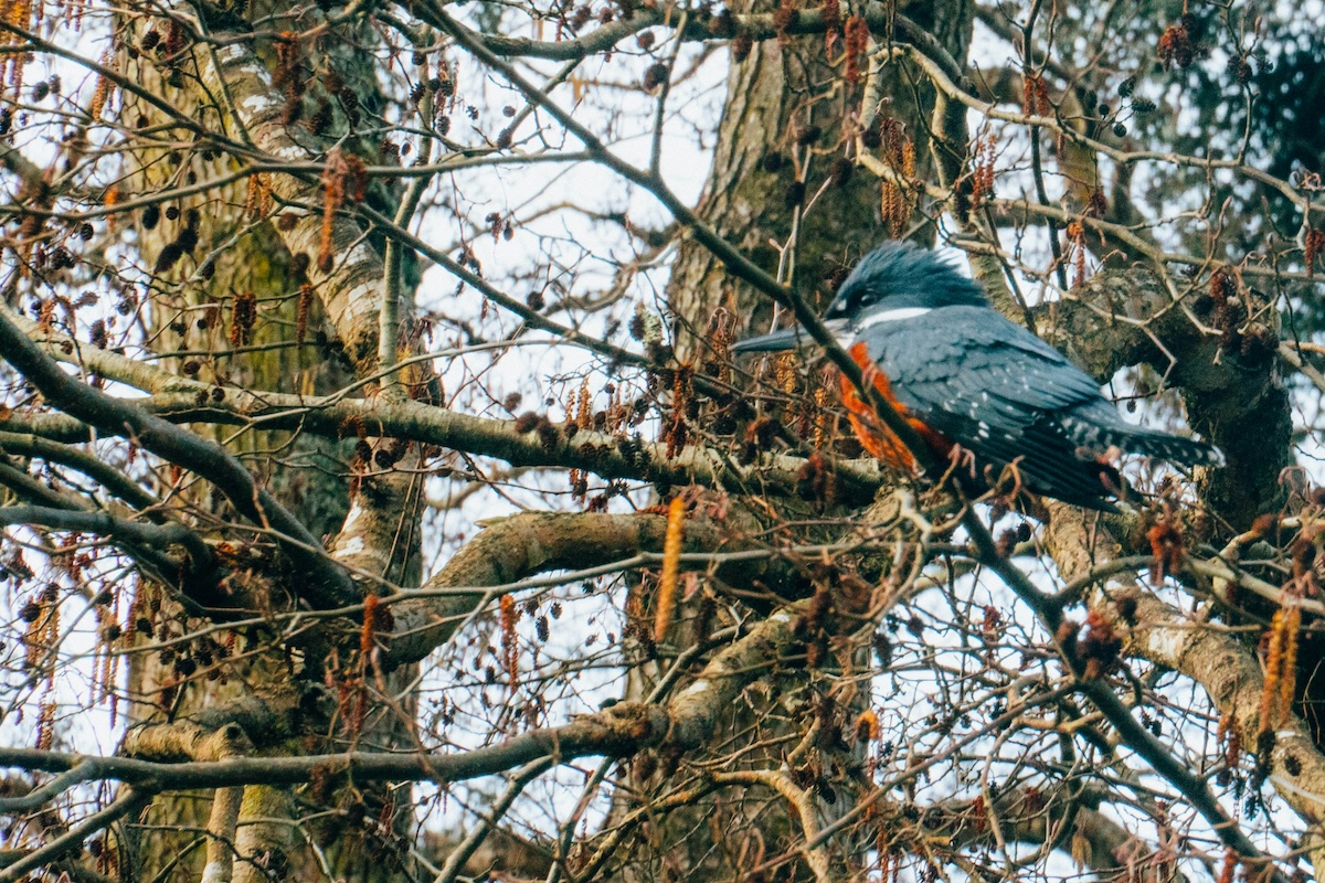 Where to See Penguins and Other Birds on Chiloé Island: Birdwatching Chile - Frayed Passport