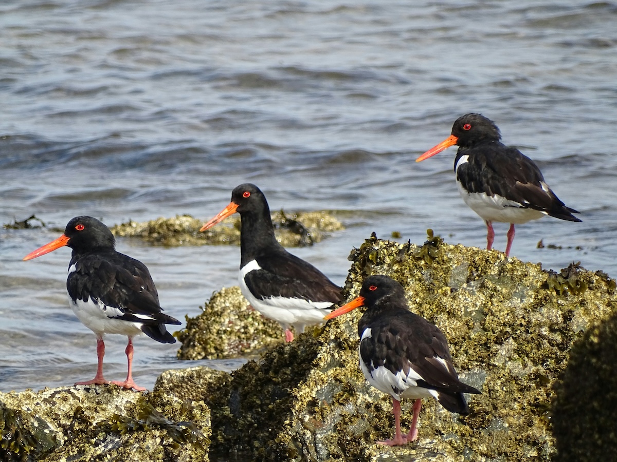 Where to See Penguins and Other Birds on Chiloé Island: Birdwatching Chile - Oystercatchers - Frayed Passport