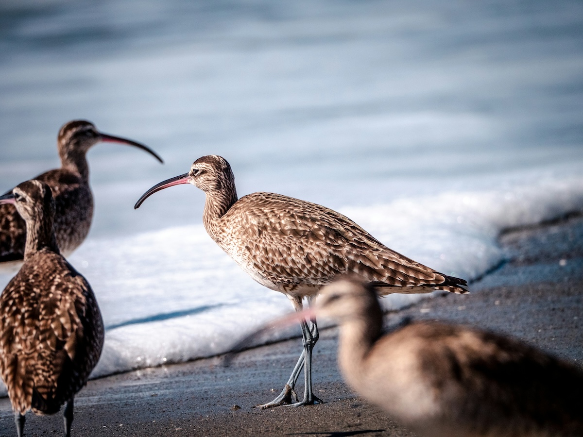 Where to See Penguins and Other Birds on Chiloé Island: Birdwatching Chile - Frayed Passport