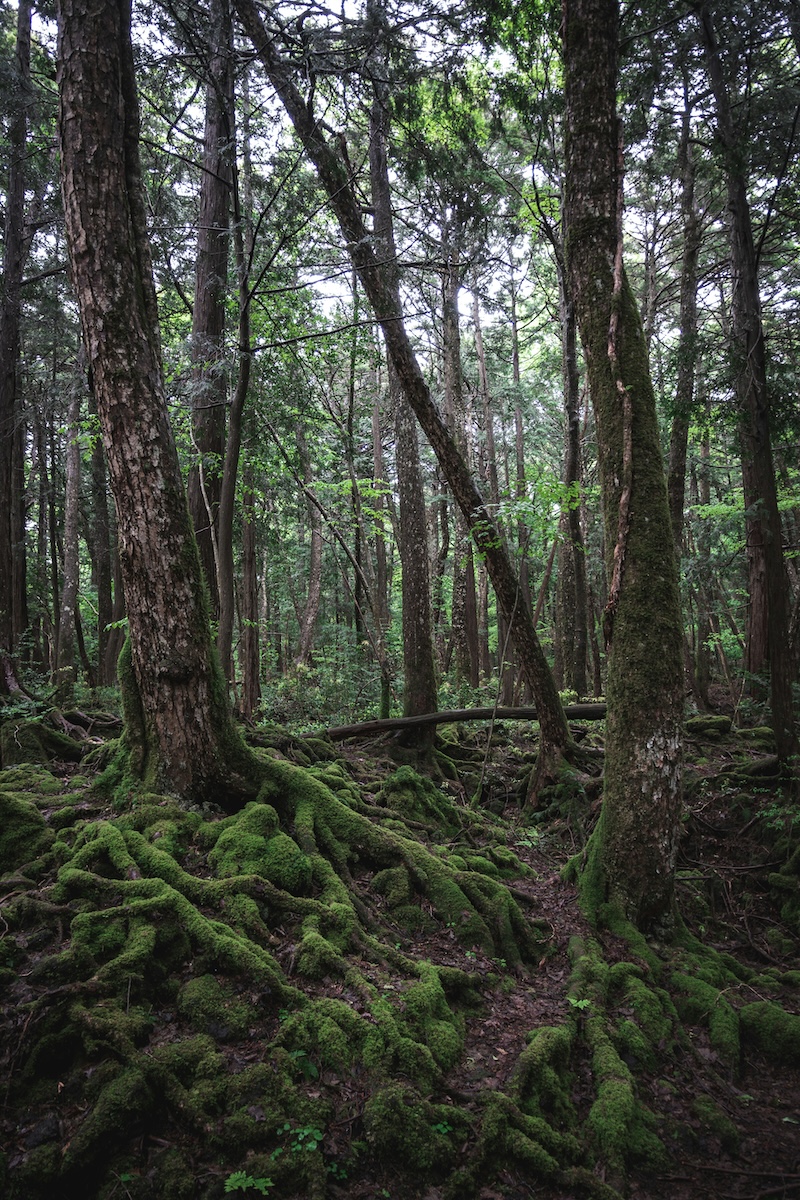 Where Should You Travel Based on Your Favorite Scary Movies? - Aokigahara Forest, Japan - The Ring - Frayed Passport