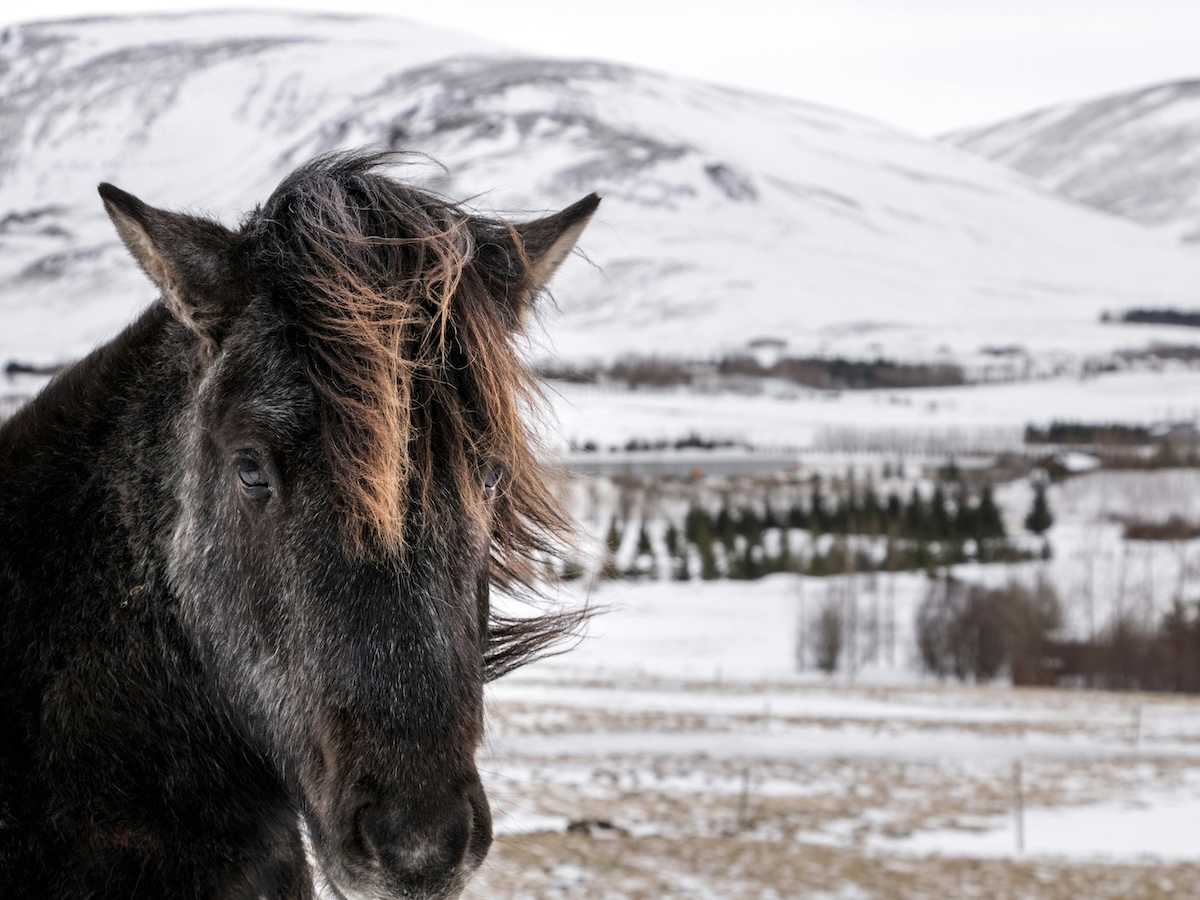 Reykjavik, Iceland - Are You an Introvert? Here are 15 Amazing Travel Destinations You'll Love! - Frayed Passport