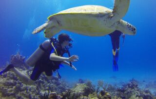 Under The Sea In Aruba: Snorkeling and Diving In One Happy Island - Frayed Passport