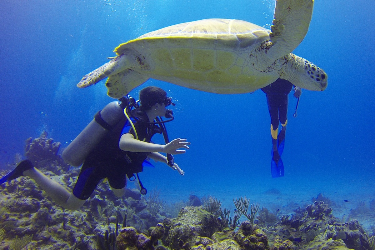 Under The Sea In Aruba: Snorkeling and Diving In One Happy Island - Frayed Passport