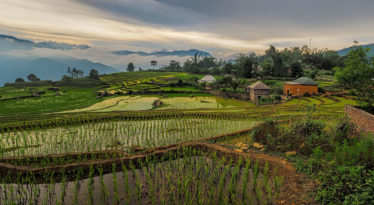 Rice Fields - Why Vietnam Should Be Your Next Holiday Destination - Frayed Passport