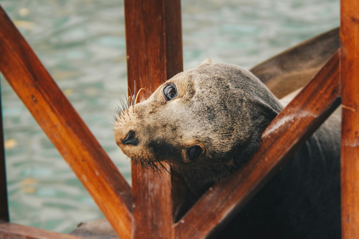 Galapagos Islands, Ecuador - 25 Unforgettable Travel Experiences & Sights That Will Change the Way You See the World - Frayed Passport