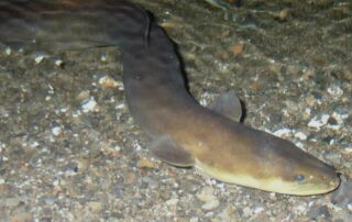 Why Did the Eel Cross the Road? - Exploring the Fascinating Annual Migration of New Zealand's Longfin Eel - Frayed Passport