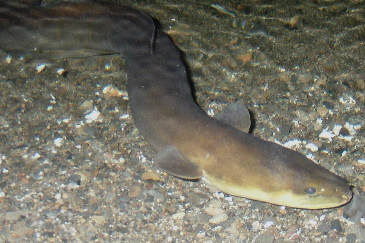 Why Did the Eel Cross the Road? - Exploring the Fascinating Annual Migration of New Zealand's Longfin Eel - Frayed Passport