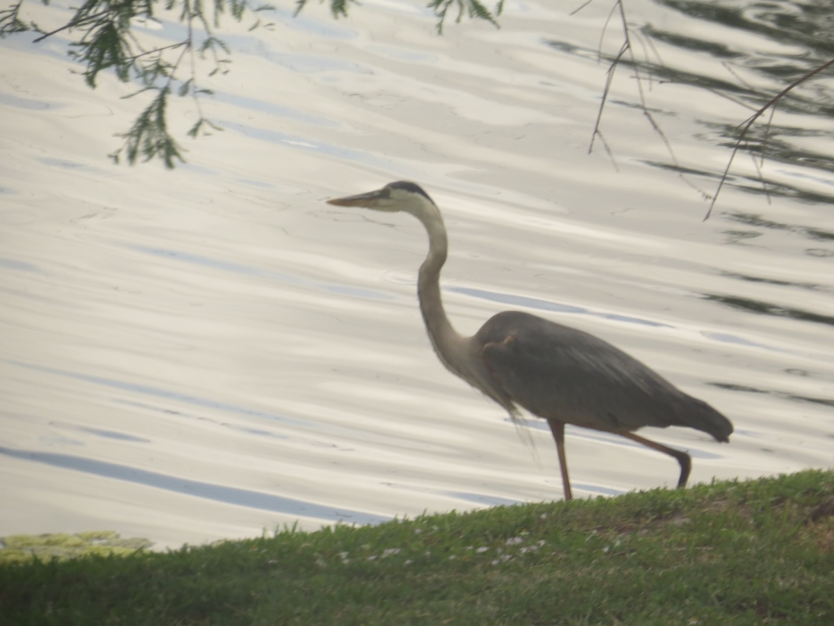Heron - Taking the Scenic Route: Chicago to Miami on Amtrak’s Floridian - Frayed Passport