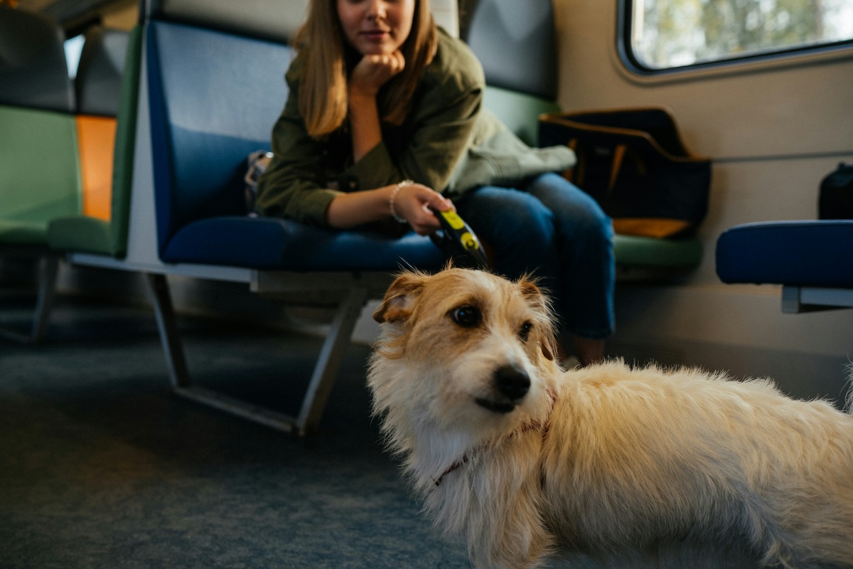 Airport Training - Training Your New Puppy to Be Your Perfect Travel Companion - Frayed Passport