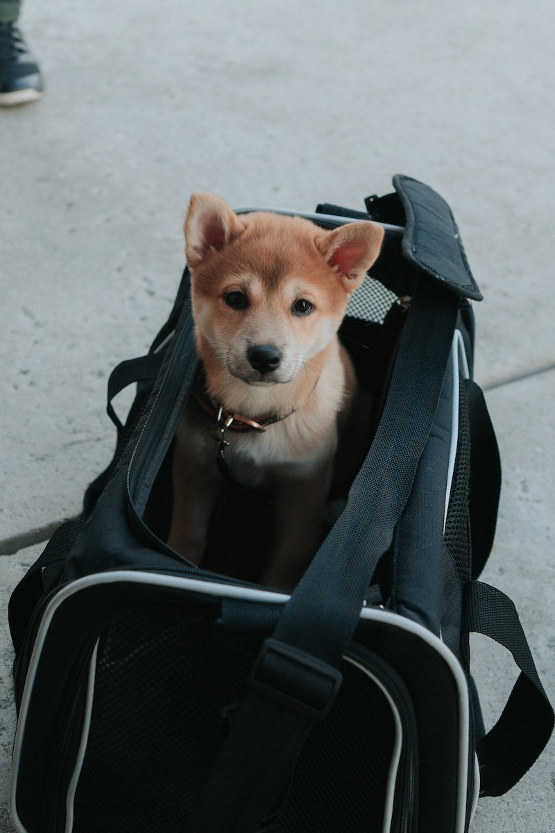 Cabin vs. Cargo - Training Your New Puppy to Be Your Perfect Travel Companion - Frayed Passport