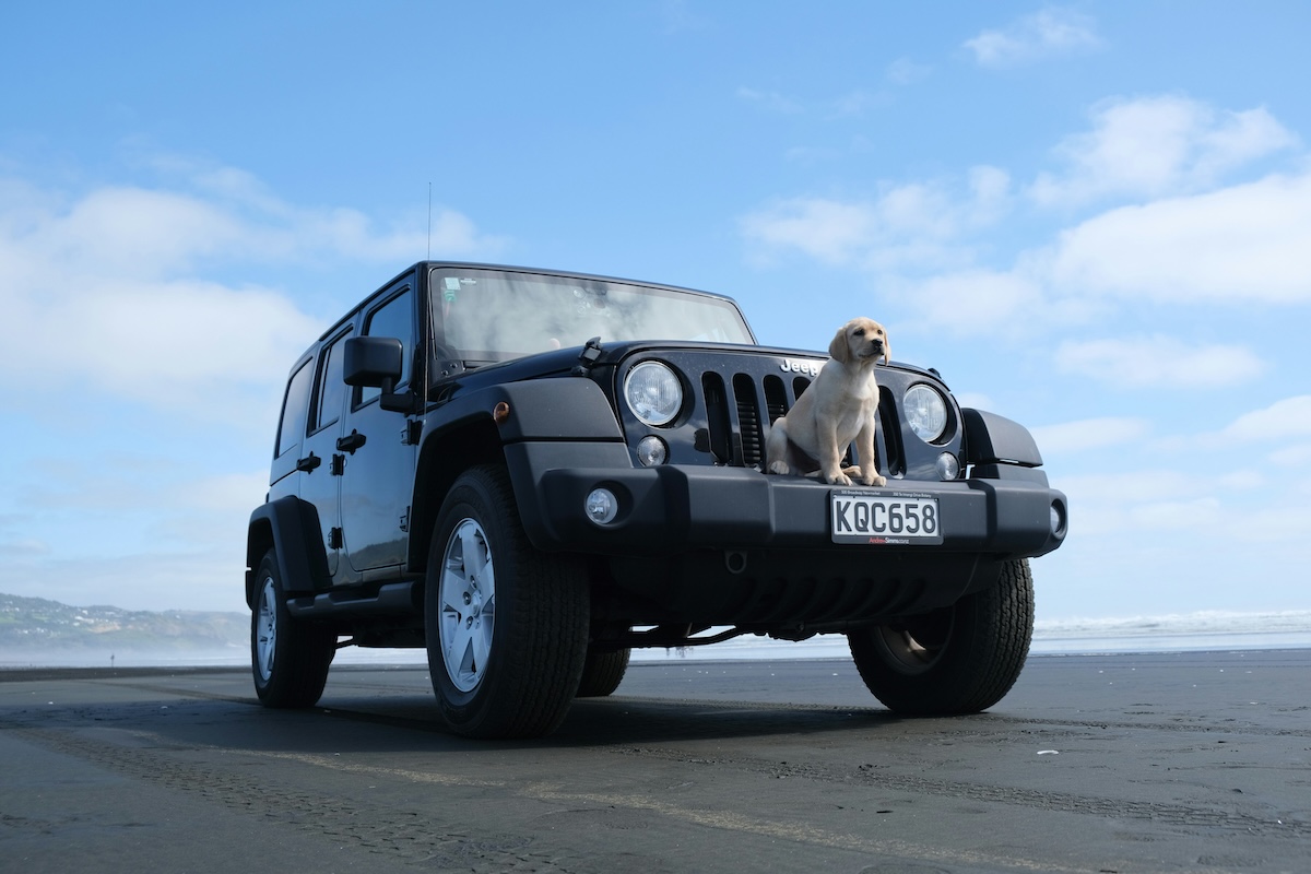 Car Travel Training - Training Your New Puppy to Be Your Perfect Travel Companion - Frayed Passport