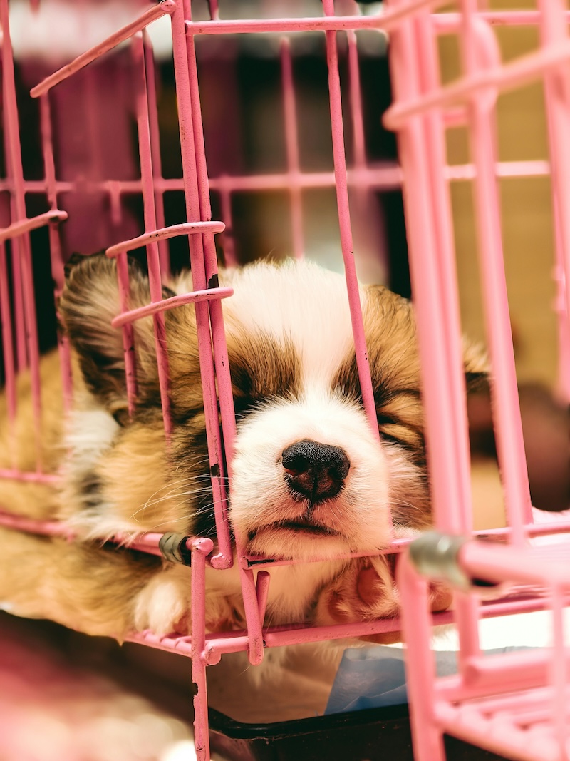 Crate Training at Home - Training Your New Puppy to Be Your Perfect Travel Companion - Frayed Passport