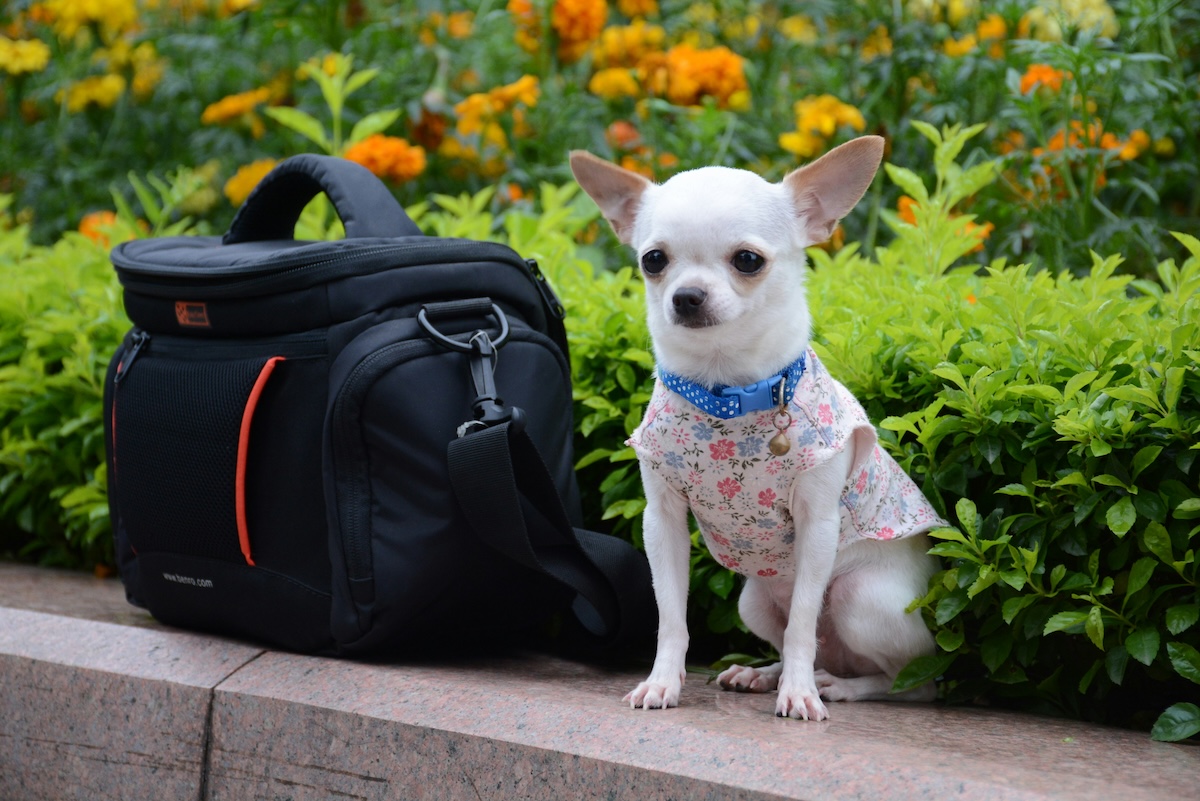Emergency Preparedness - Training Your New Puppy to Be Your Perfect Travel Companion - Frayed Passport