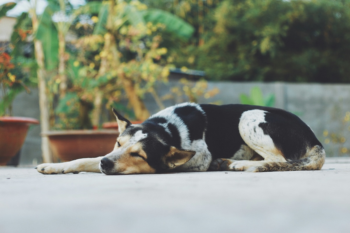 Hotel Etiquette - Training Your New Puppy to Be Your Perfect Travel Companion - Frayed Passport
