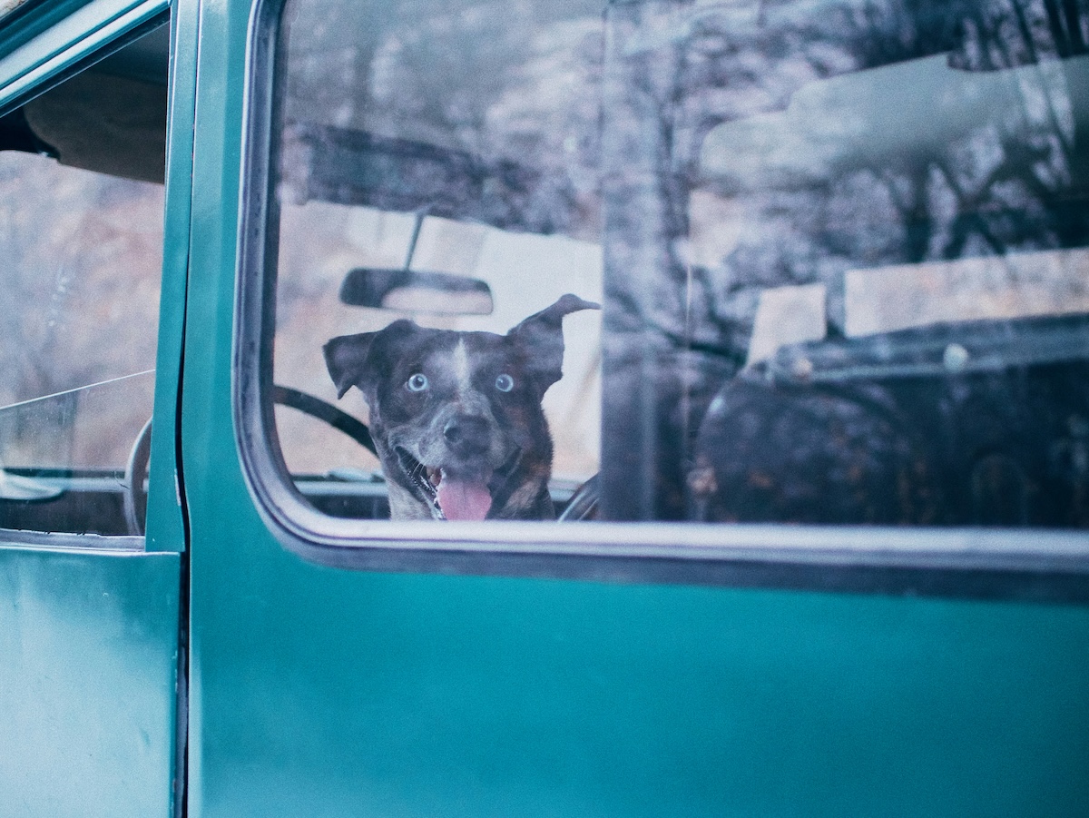 Ready to Travel? - Training Your New Puppy to Be Your Perfect Travel Companion - Frayed Passport