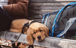 Training Your New Puppy to Be Your Perfect Travel Companion - Frayed Passport