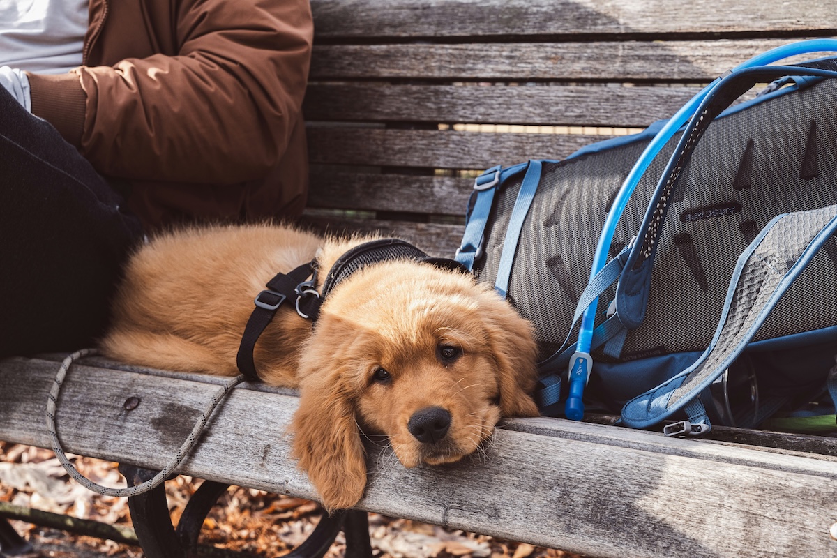 Training Your New Puppy to Be Your Perfect Travel Companion - Frayed Passport