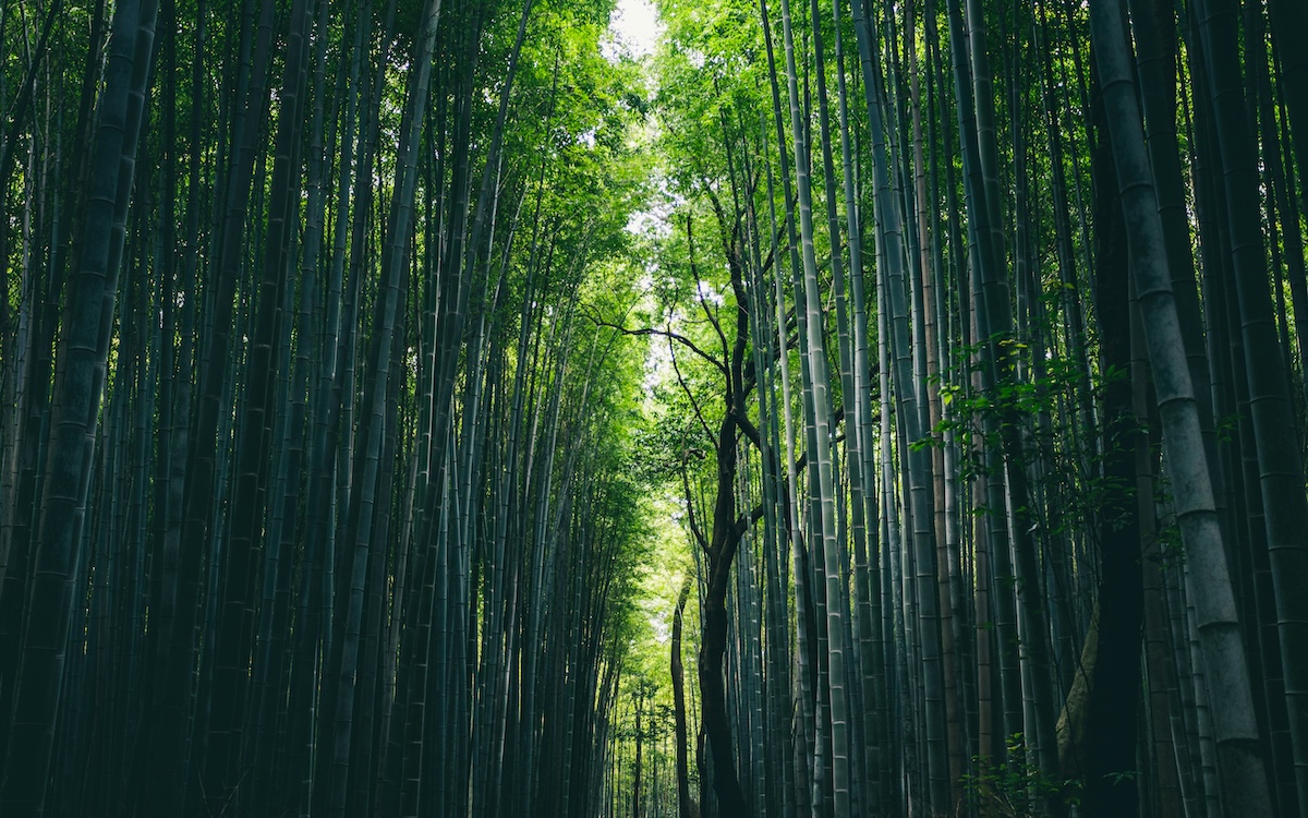 Japan - Which Magical Destination Should You Visit? 8 Places That'll Make You Feel Like a Real-Life Fairy Queen - Frayed Passport