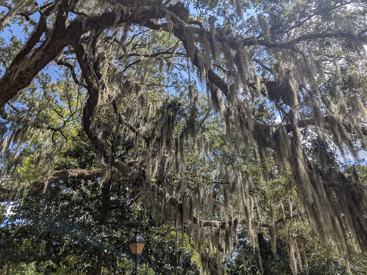 Spanish moss on a tree - 4 Fascinating Facts About Savannah's Forsyth Park - Frayed Passport