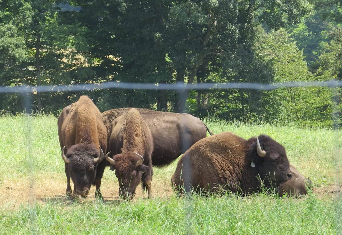 Bison - Feeling Presidential: Exploring the Roosevelt Railcar and Western Pennsylvania - Frayed Passport