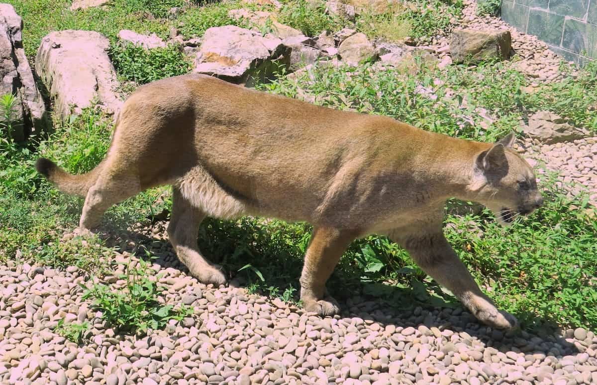 Mountain Lion - Feeling Presidential: Exploring the Roosevelt Railcar and Western Pennsylvania - Frayed Passport