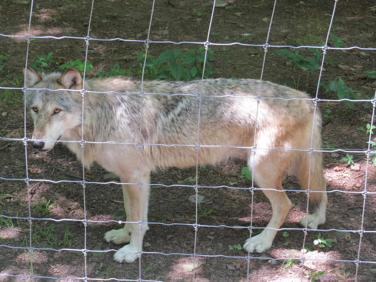 Arctic Wolf - Feeling Presidential: Exploring the Roosevelt Railcar and Western Pennsylvania - Frayed Passport
