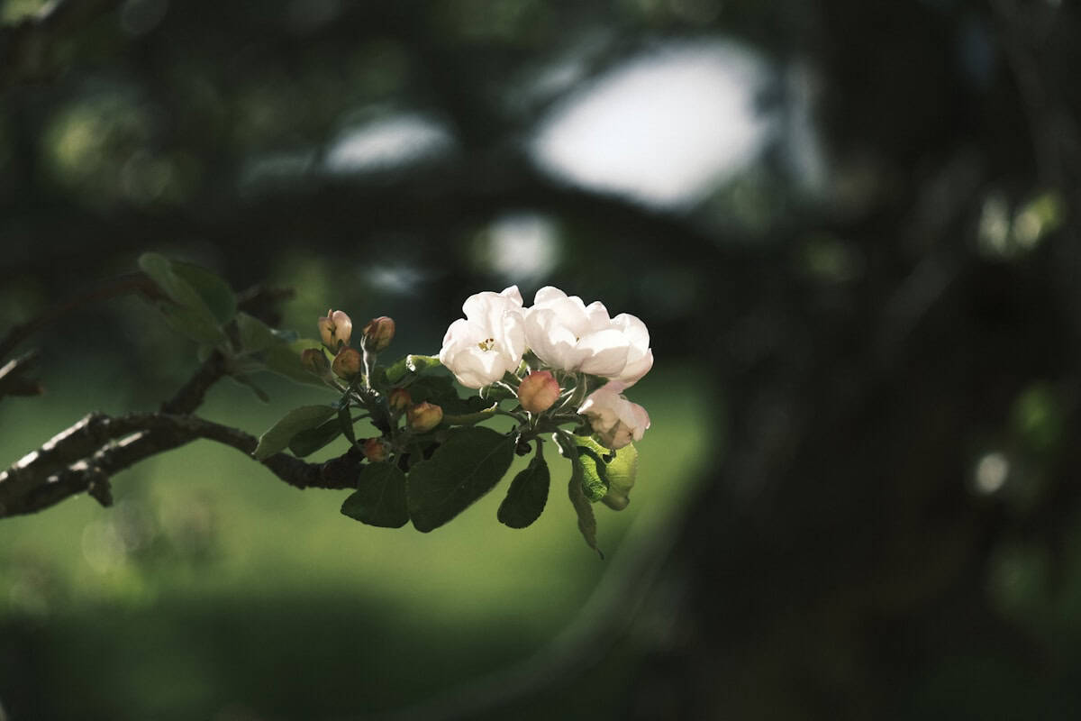 a branch of a tree with white flowers