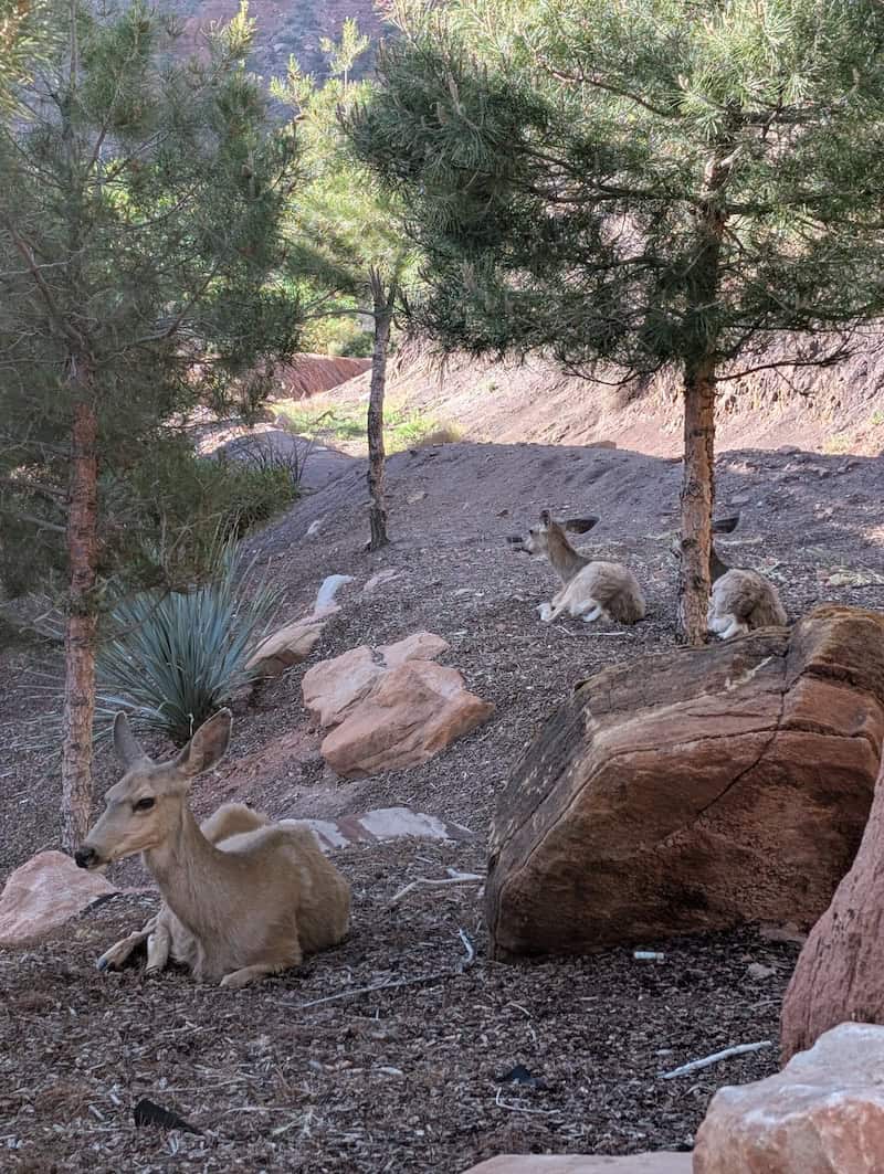 Deer - 4 Easy Hikes You Can Do Over 2 Days in Zion National Park - Scout Lookout, Pa'rus Trail & More - Frayed Passport