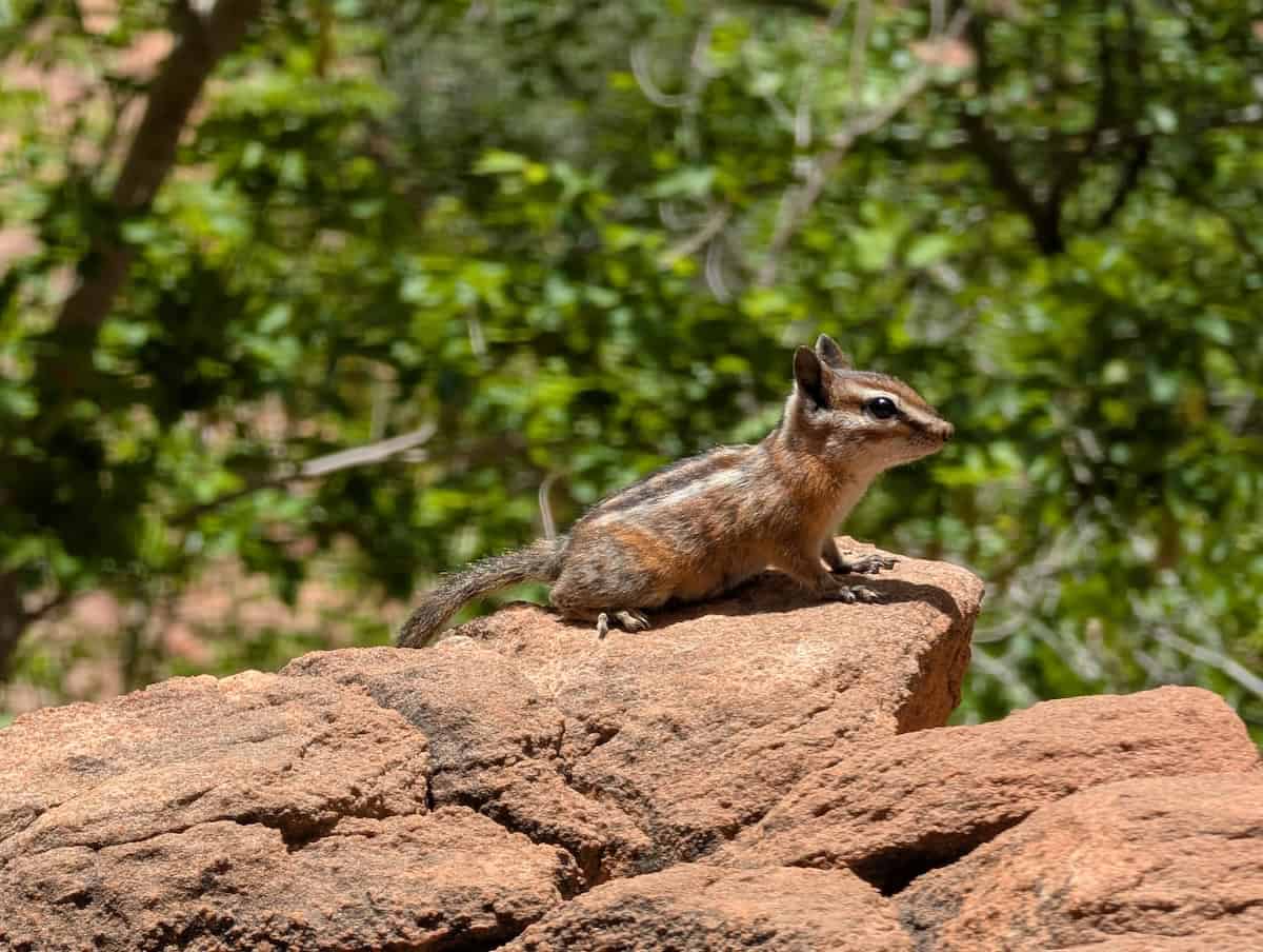 Chipmunk at Scout Lookout - 4 Easy Hikes You Can Do Over 2 Days in Zion National Park - Scout Lookout, Pa'rus Trail & More - Frayed Passport