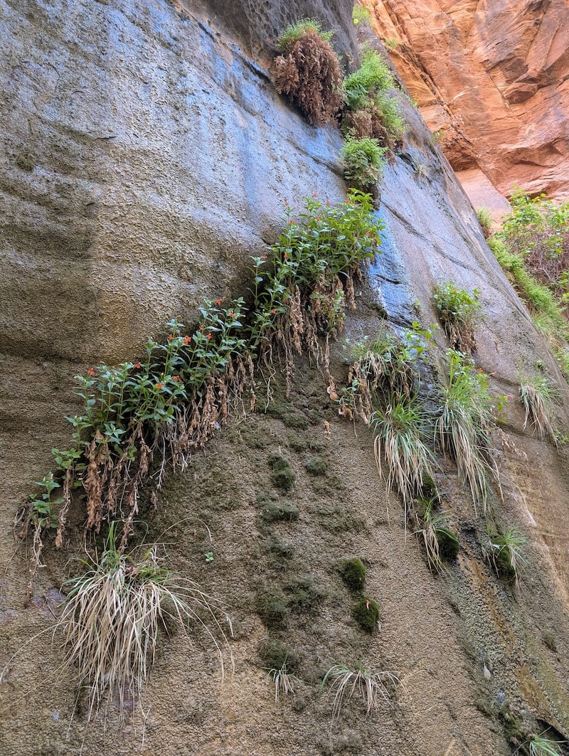 Flowers growing from cliffside - 4 Easy Hikes You Can Do Over 2 Days in Zion National Park - Scout Lookout, Pa'rus Trail & More - Frayed Passport