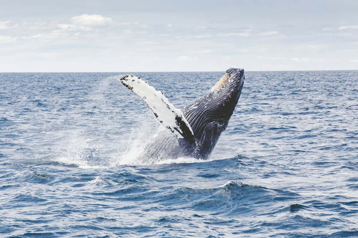 Cape Cod, MA - The Best Family Vacation Destinations on the East Coast - Frayed Passport