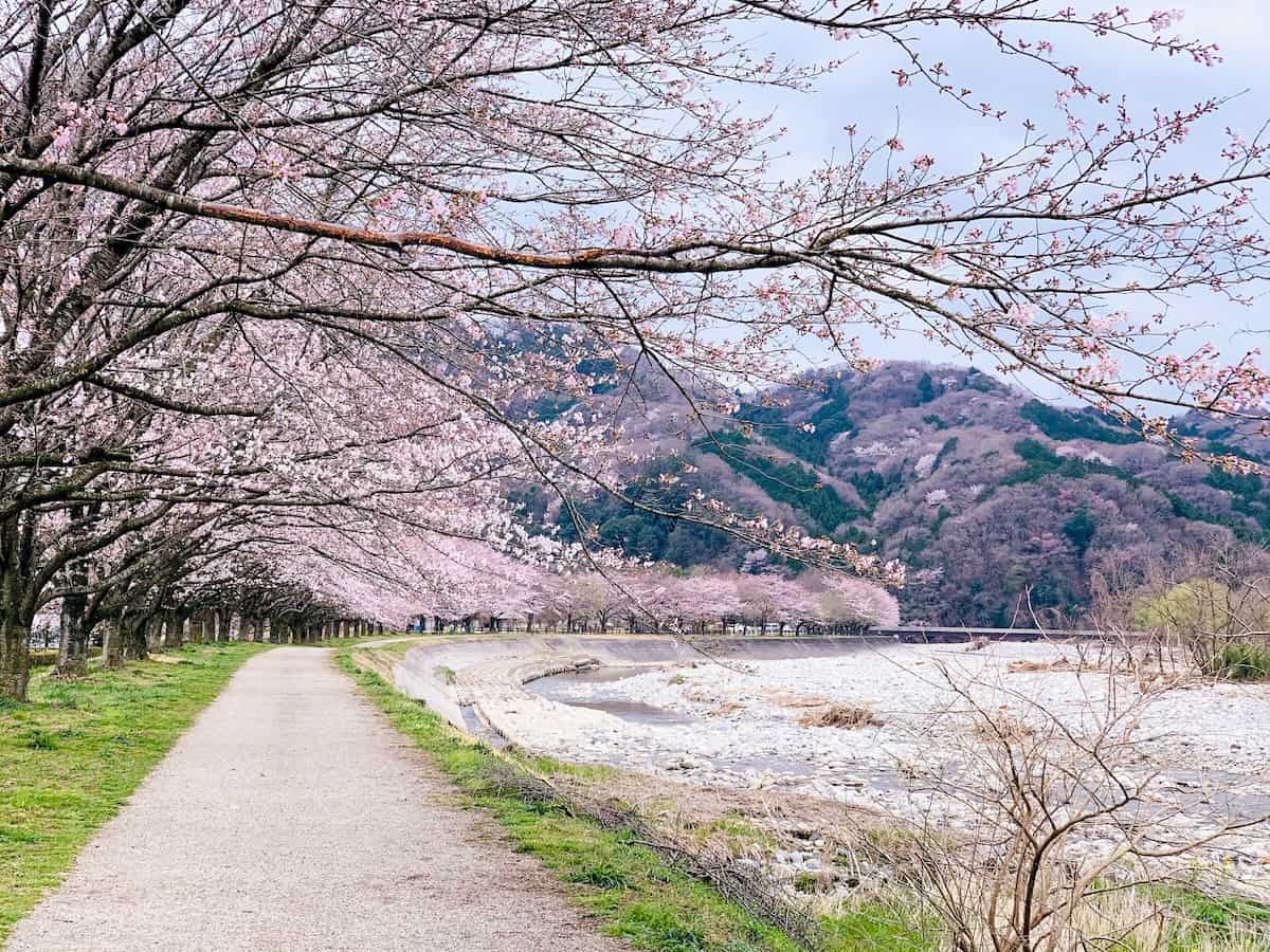Cherry Blossoms - Slow-Travel Japan: Tokyo, Kyoto, Hiroshima, and Coastal Detours - Frayed Passport