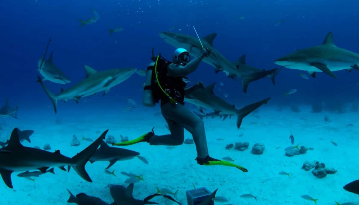 Sharks! - The Top Adrenaline-Inducing Vacations: Best Trips for Thrill Seekers & Adventurers - Frayed Passport