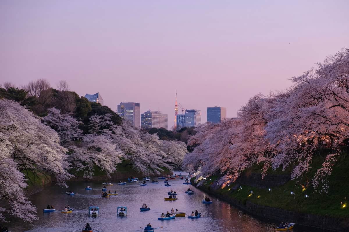 Tokyo in Purple - Slow-Travel Japan: Tokyo, Kyoto, Hiroshima, and Coastal Detours - Frayed Passport