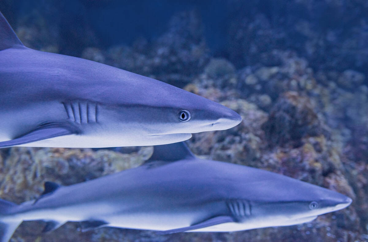 Photo by David Clode Aquaria KLCC: Explore Malaysia’s Underwater Wonderland