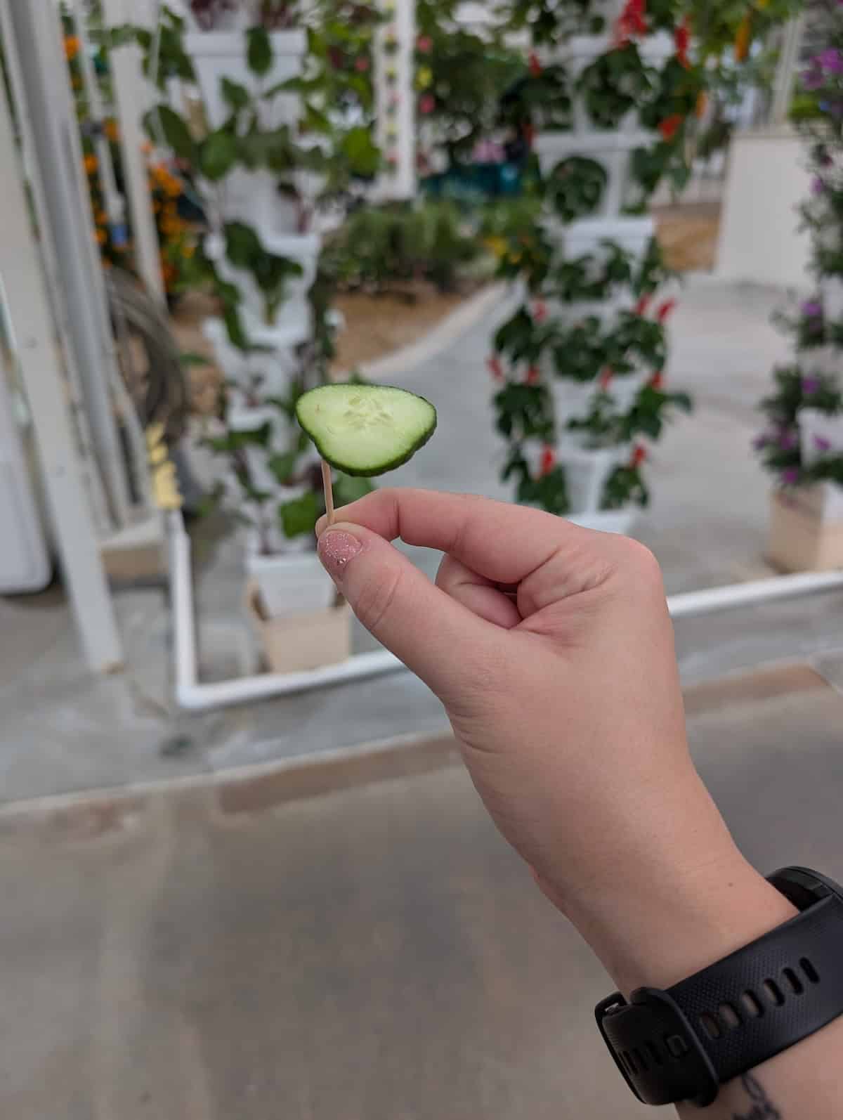 Cucumber - EPCOT Food & Wine Festival 2025: Behind the Seeds, Test Track, and Tiffany